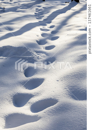 footprint in deep snow in snowy forest of park footprint in deep snow in snowy forest of park 137461661
