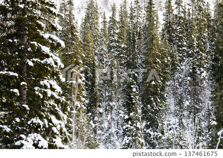background from snowy coniferous forest in winter background from snowy coniferous forest in winter 137461675
