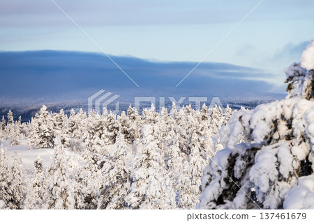 above view of snowy forest, Kandalaksha in winter above view of snowy forest, Kandalaksha in winter 137461679