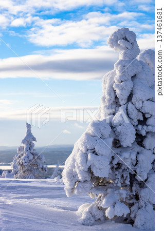 snowy tree on hill near Kandalaksha town in winter snowy tree on hill near Kandalaksha town in winter 137461681