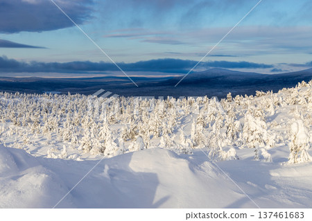above view of snow covered forest on mount slope above view of snow covered forest on mount slope 137461683