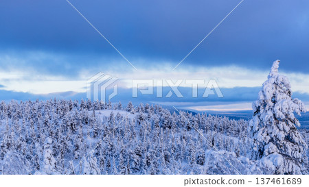 panoramic view of snowbound forest on snowy hill panoramic view of snowbound forest on snowy hill 137461689