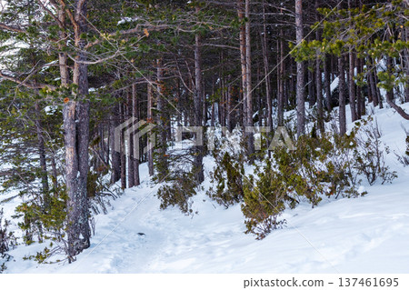pine grove on snowy Krestovaya hill in Kandalaksha pine grove on snowy Krestovaya hill in Kandalaksha 137461695
