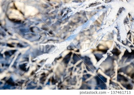frozen tree twigs close up on sunny winter day frozen tree twigs close up on sunny winter day 137461713
