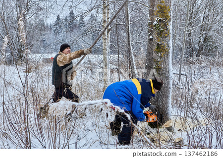Using chainsaw farmers cut down poplar tree for firewood. 137462186