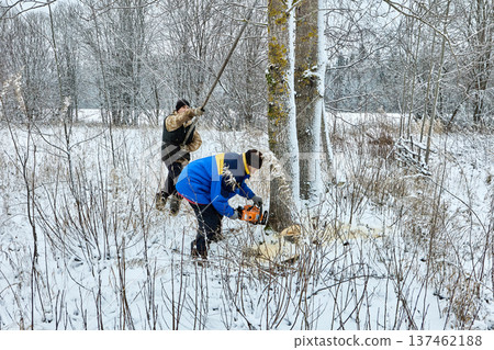 Firewood preparation for heating rural house farmers cut down large aspen using gasoline chainsaw. Firewood preparation for heating rural house farmers cut down large aspen using gasoline chainsaw. 137462188