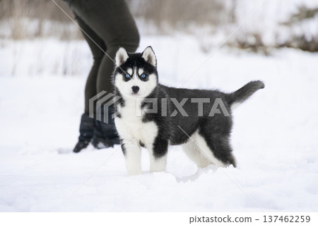 A purebred Siberian Husky puppy poses in deep snow on a cold winter day. The puppy's striking blue eyes contrast beautifully with the white winter background A purebred Siberian Husky puppy poses in deep snow on a cold winter day. The puppy's striking blue eyes contrast beautifully with the white winter background 137462259