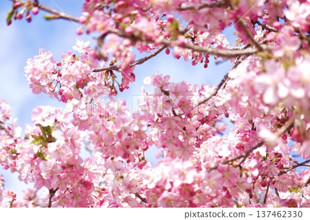 Kawazu cherry blossoms in full bloom Kawazu cherry blossoms in full bloom 137462330