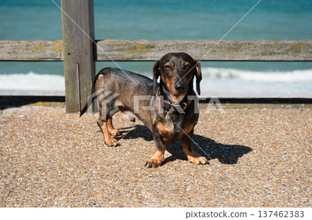 Playful Dachshund Dog Enjoying the Beach Playful Dachshund Dog Enjoying the Beach 137462383