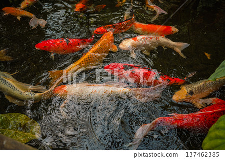 Colorful Japanese Koi Fish in Serene Pond Colorful Japanese Koi Fish in Serene Pond 137462385