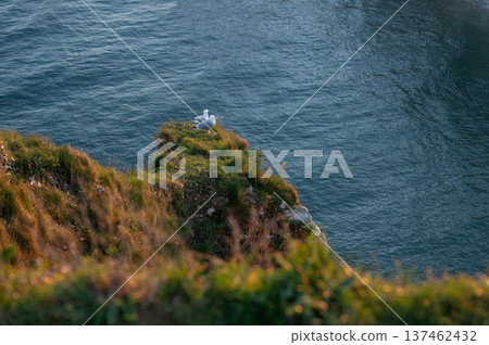 Two Seagulls Resting on Etretat Cliffs Two Seagulls Resting on Etretat Cliffs 137462432