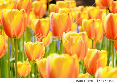 Red and yellow tulips 137462490