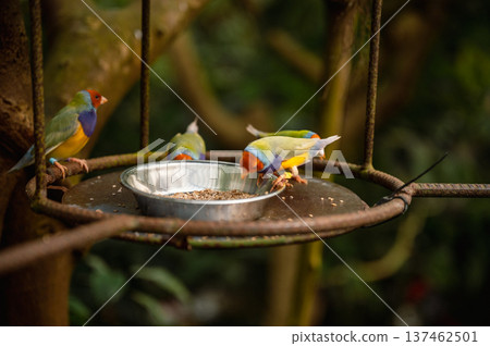 Close-Up of a Colorful Gouldian Finch - Chloebia gouldiae 137462501