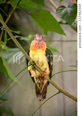 Pink-Headed Fruit Dove - Ptilinopus porphyreus Pink-Headed Fruit Dove - Ptilinopus porphyreus 137462504