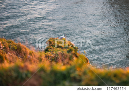 Two Seagulls Resting on Etretat Cliffs Two Seagulls Resting on Etretat Cliffs 137462554