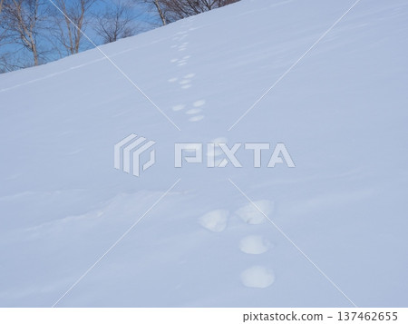Rabbit footprints in the snowy field (afli20260220123858) Rabbit footprints in the snowy field (afli20260220123858) 137462655