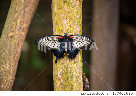 Close-Up of papilio lowi tropical butterfly 137462680