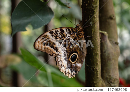 Owl Eye Butterfly - Caligo. Close-Up Owl Eye Butterfly - Caligo. Close-Up 137462698