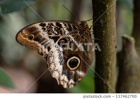 Owl Eye Butterfly - Caligo. Close-Up 137462700