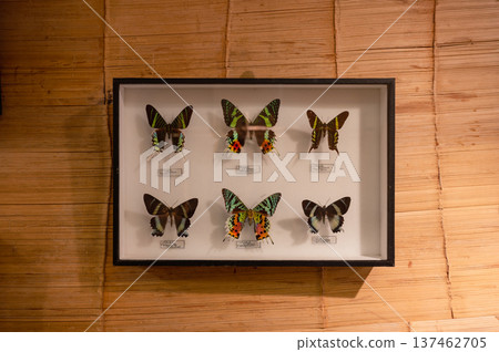 Framed Butterfly Collection Displayed on Wall Framed Butterfly Collection Displayed on Wall 137462705