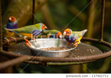 Close-Up of a Colorful Gouldian Finch - Chloebia gouldiae Close-Up of a Colorful Gouldian Finch - Chloebia gouldiae 137462712
