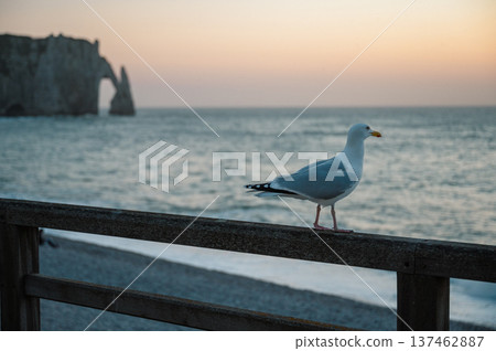 Seagull on the beach of Etretat 137462887