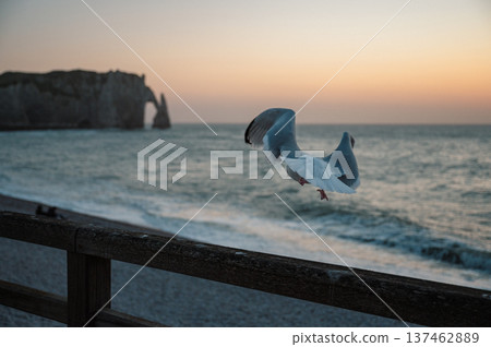 Seagull on the beach of Etretat Seagull on the beach of Etretat 137462889