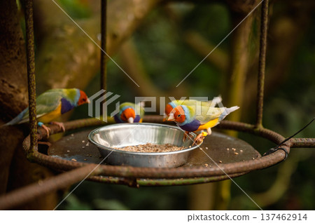 Close-Up of a Colorful Gouldian Finch - Chloebia gouldiae 137462914