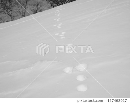 雪地裡的兔子腳印(mo20260220123858) 雪地裡的兔子腳印(mo20260220123858) 137462917