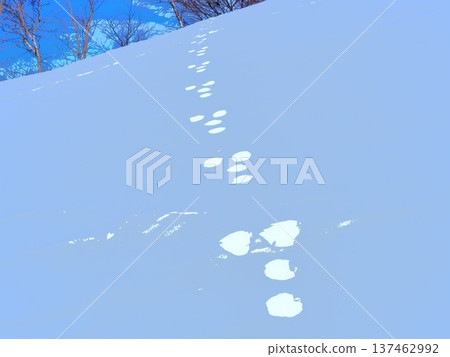 雪地上的兔子腳印(afr20260220123858) 雪地上的兔子腳印(afr20260220123858) 137462992