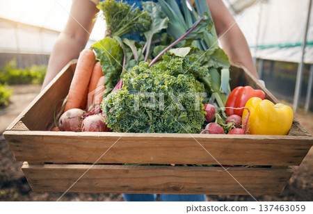 Farmer, hands and vegetables box for agriculture, sustainability or farming in greenhouse and agro business. Person with green harvest and gardening for NGO or nonprofit with food or groceries basket 137463059