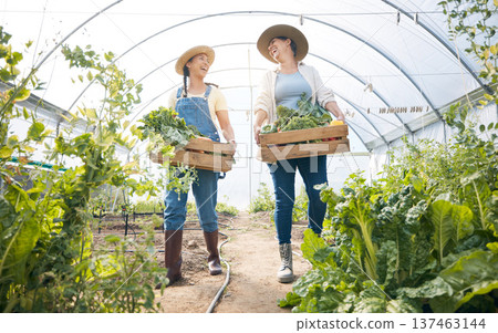 Greenhouse, happy women together with box of vegetables and sustainable small business and garden agriculture. Friends working at farm, smile and growth in summer with organic agro food employees. 137463144