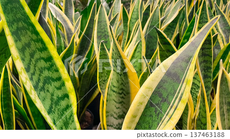 Lush green sansevieria leaves with yellow edges creating a vibrant natural pattern for modern decor. Lush green sansevieria leaves with yellow edges creating a vibrant natural pattern for modern decor. 137463188