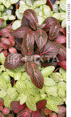 Lush pink and green fittonia leaves with intricate vein patterns for modern botanical home decor. 137463189
