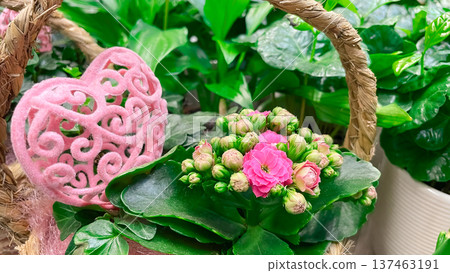 Pink kalanchoe flowers and a decorative heart in a wicker basket for a romantic gift background. 137463191