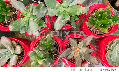 Small succulents in bright red heart-shaped pots for a romantic gift and home interior decoration. 137463196