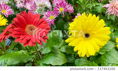 Vibrant red and yellow gerbera daisies blooming in a lush garden for a cheerful floral background. 137463200