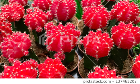 Vibrant red moon cactus gymnocalycium mihanovichii in a greenhouse for a modern floral background. Vibrant red moon cactus gymnocalycium mihanovichii in a greenhouse for a modern floral background. 137463202