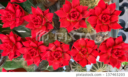 Vibrant red velvet echeveria succulents in a repetitive pattern for a bold botanical background. Vibrant red velvet echeveria succulents in a repetitive pattern for a bold botanical background. 137463203
