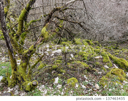 Nature scene depicted. Lush forest with mosscovered branches 137463435