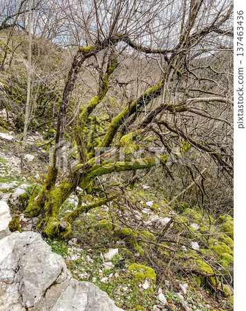 Rugged tree covered in vibrant moss extending over uneven rocks 137463436