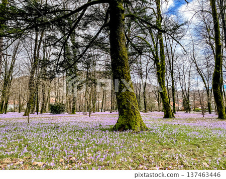 Ancient tree towers over colorful crocus and woodland landscape Ancient tree towers over colorful crocus and woodland landscape 137463446