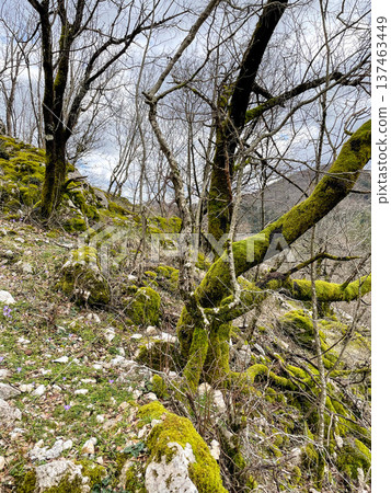 Ecological restoration site featuring sprouting saplings and moss patches 137463449