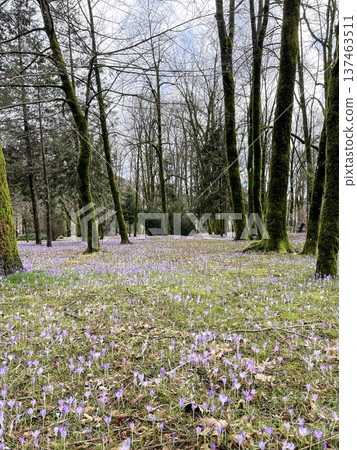 Quiet wooded path adorned by purple crocuses and mossy trees 137463511