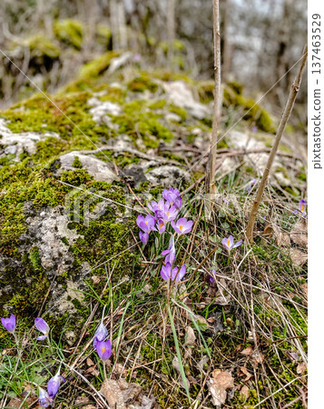 These hardy purple flowers symbolize arrival of fresh vitality These hardy purple flowers symbolize arrival of fresh vitality 137463529