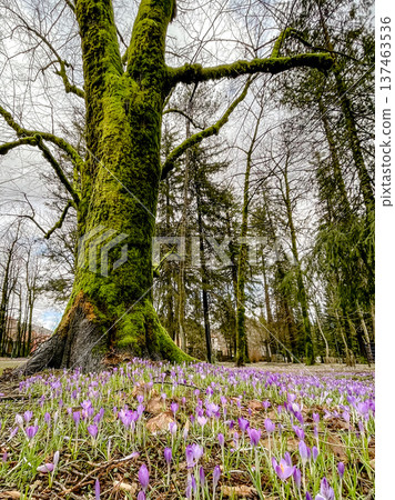 Massive mossy tree presides over vibrant blooming flowers below Massive mossy tree presides over vibrant blooming flowers below 137463536