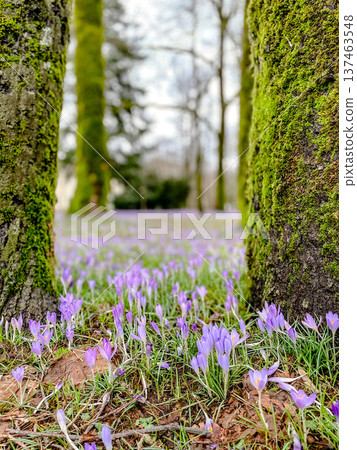 Serene park scene with flowering crocuses and towering tree trunks 137463548