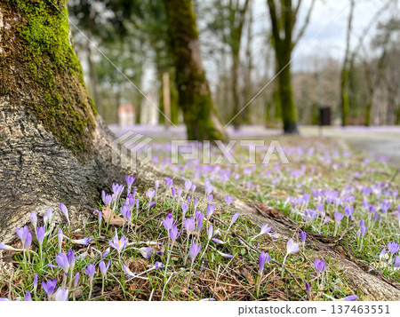 Intimate woodland setting showcasing textured bark and delicate petals 137463551