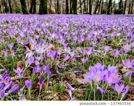 Closeup image highlighting purple crocuses with yellow centers 137463556
