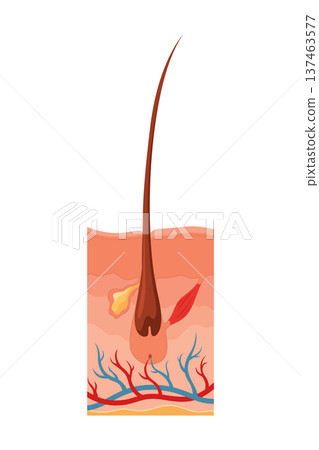 Hair growth cycle. Follicles phase. Telogen hair bulbs phase. Human hair follicle anatomy. Cross section of layers of the skin Hair growth cycle. Follicles phase. Telogen hair bulbs phase. Human hair follicle anatomy. Cross section of layers of the skin 137463577